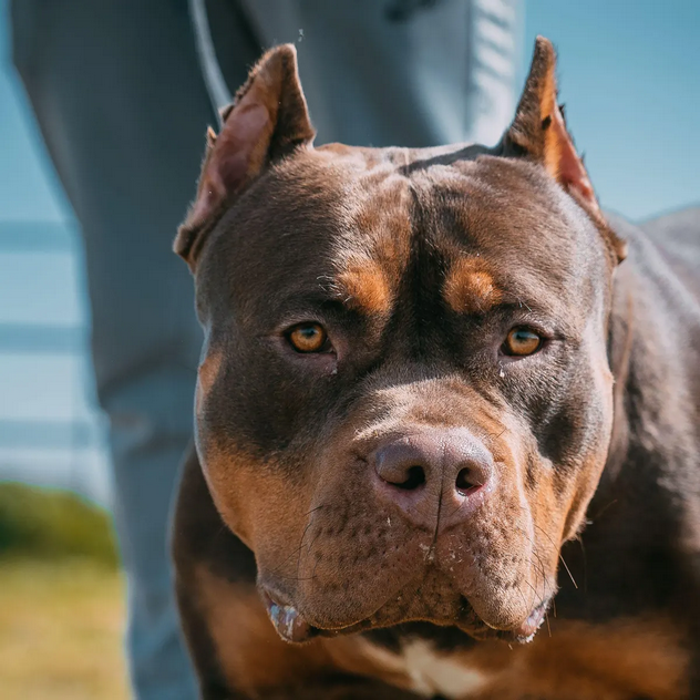 Dog Poop Pickup in Superior, Michigan