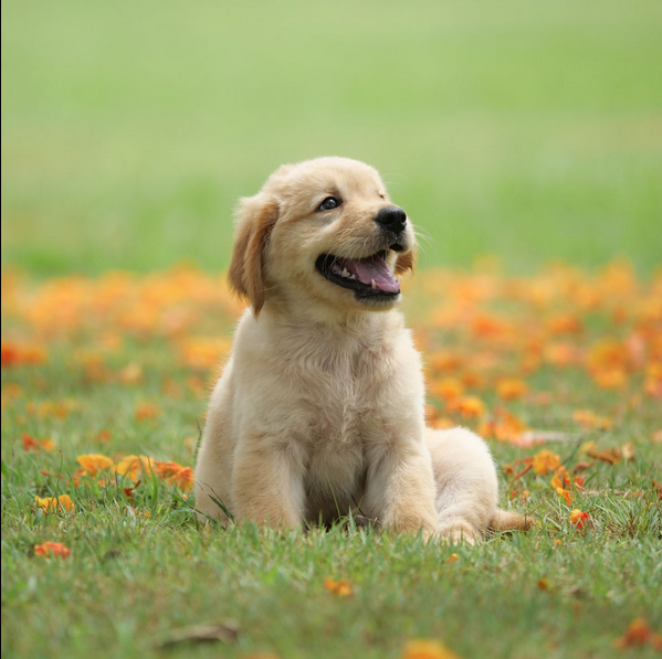 Dog Poop Pickup in Superior, Michigan