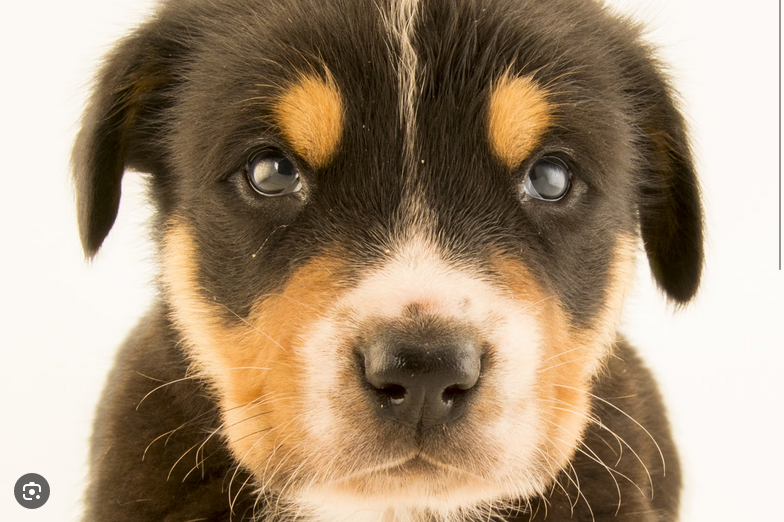 Dog Poop Pickup in Superior, Michigan