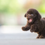 Dog Poop Pickup in Superior, Michigan