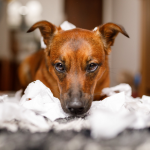 Dog Poop Pickup in Superior, Michigan